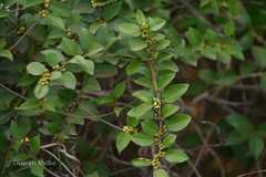 Gymnema sylvestre